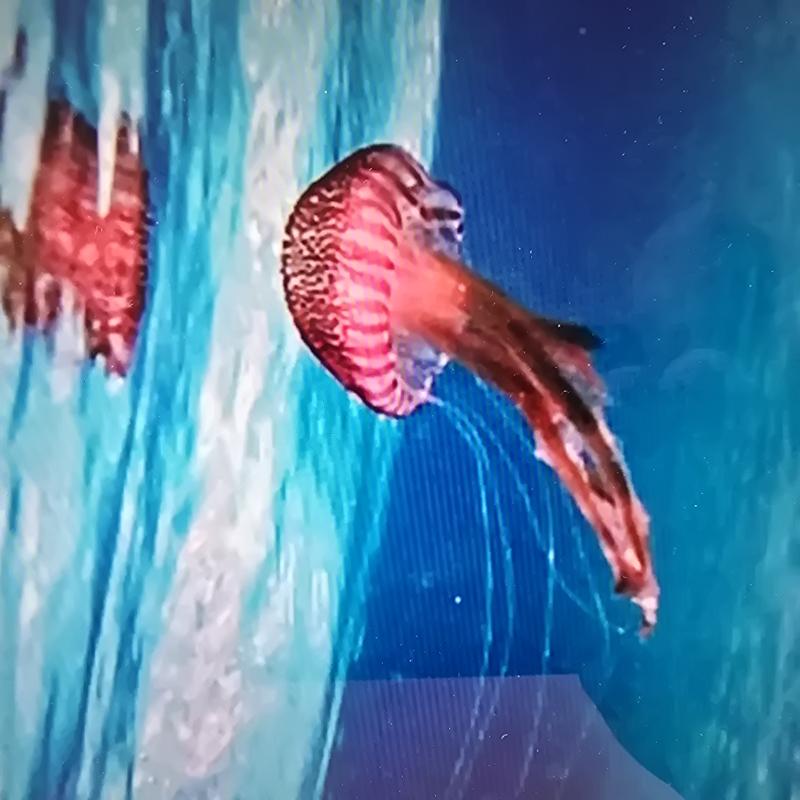 Pelagia Noctiluca