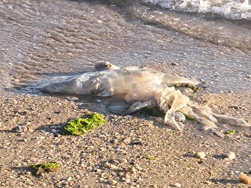 Rhizostoma octopus