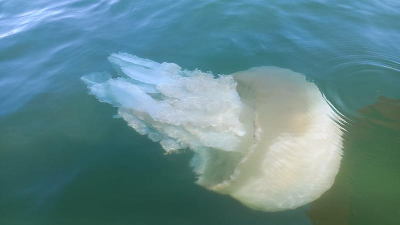 Rhizostoma octopus