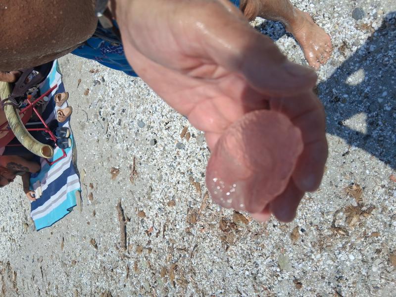 Pelagia Noctiluca
