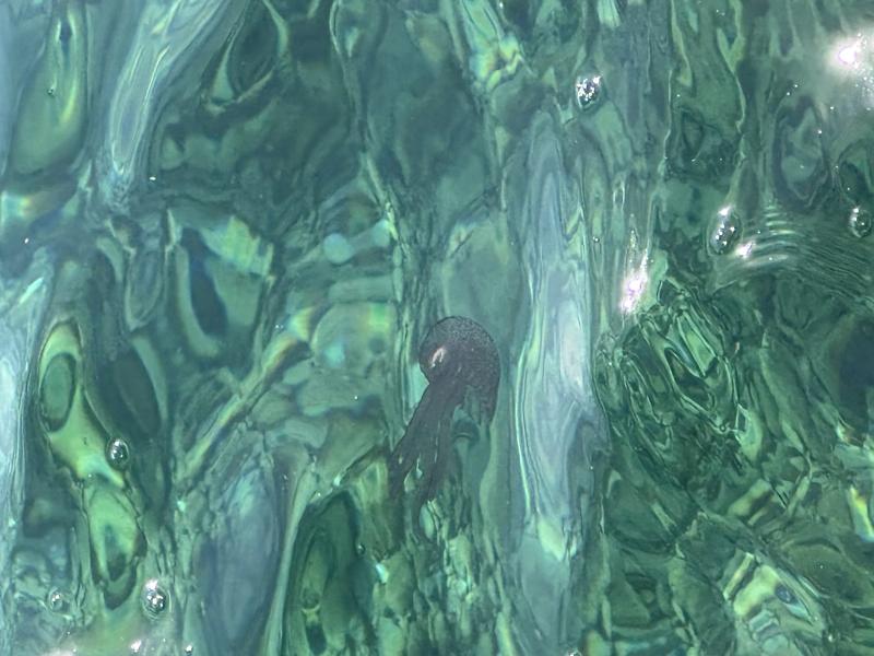 Pelagia Noctiluca