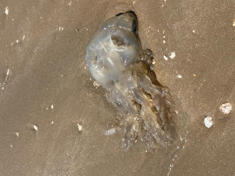Rhizostoma octopus