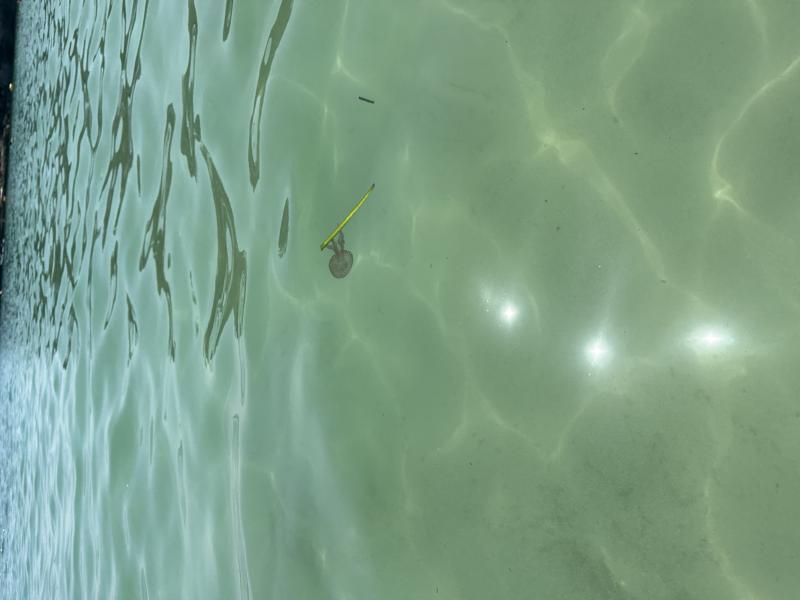 Pelagia Noctiluca