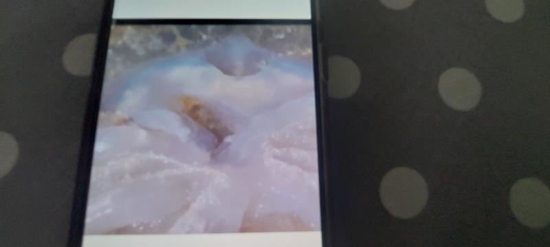Rhizostoma octopus