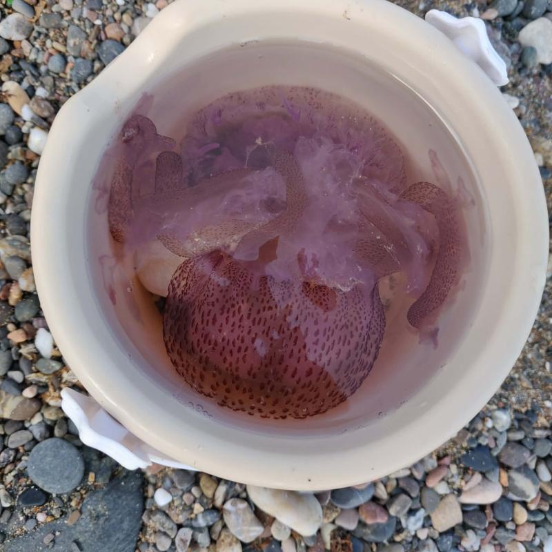 Pelagia Noctiluca
