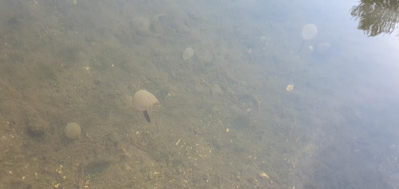 Pelagia Noctiluca
