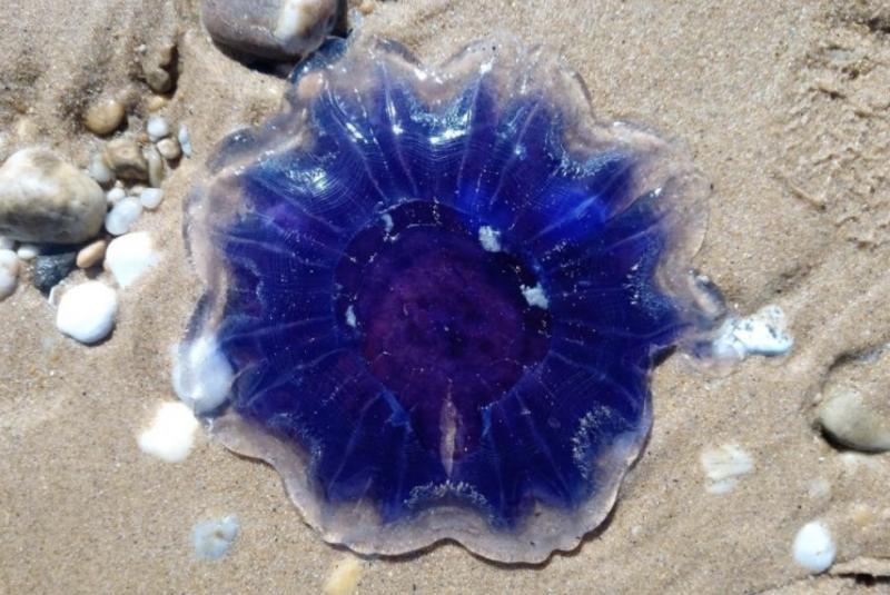 Cyanea lamarckii
