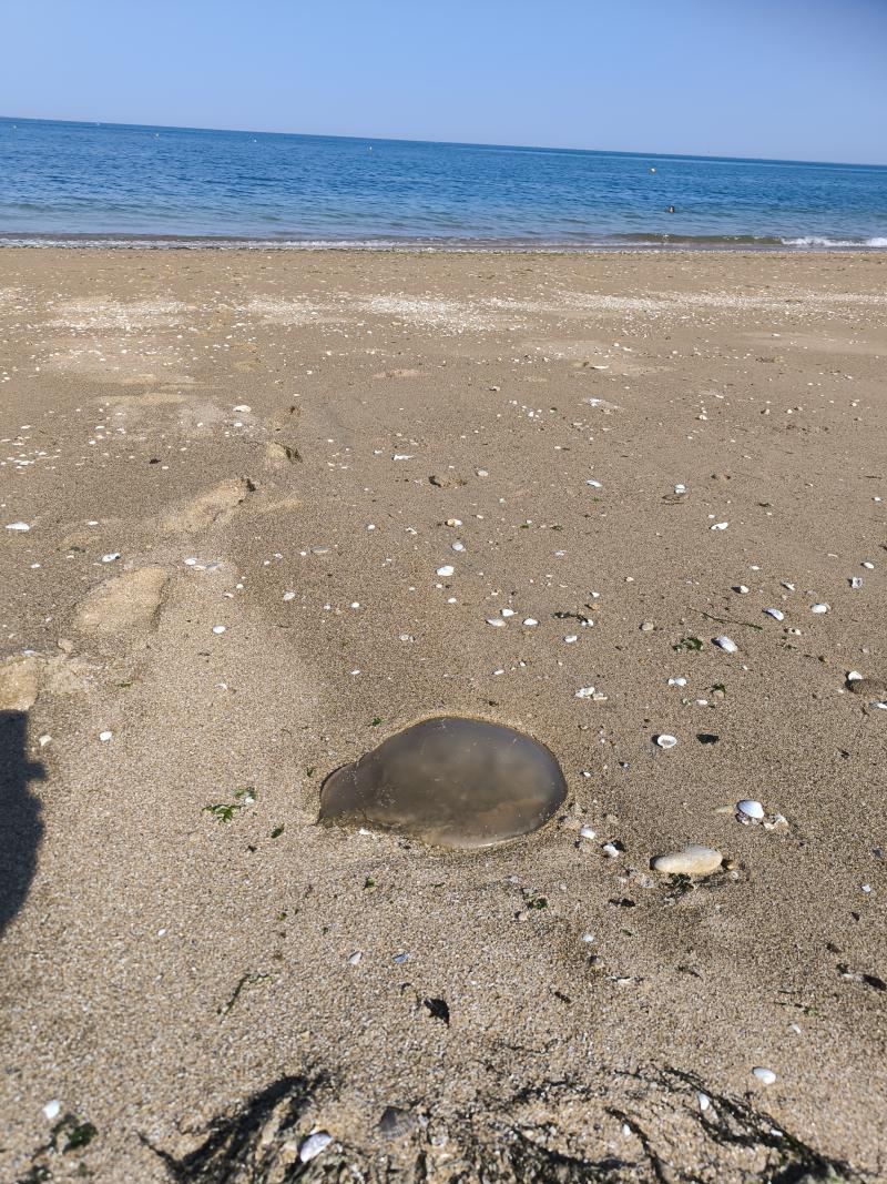 Rhizostoma octopus