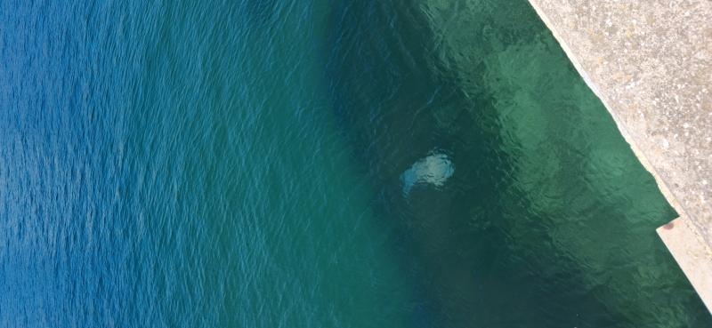 Rhizostoma octopus