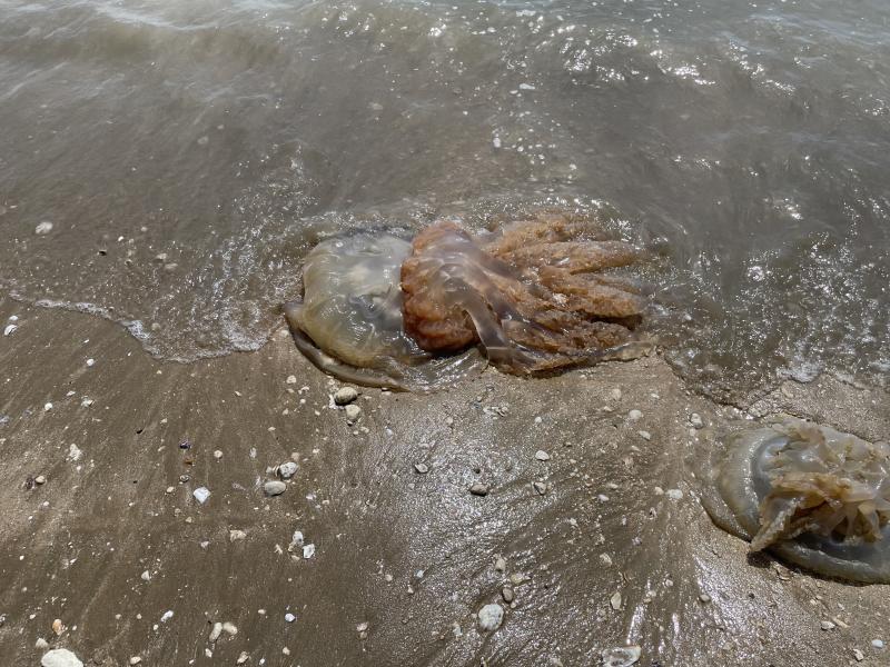 Rhizostoma octopus