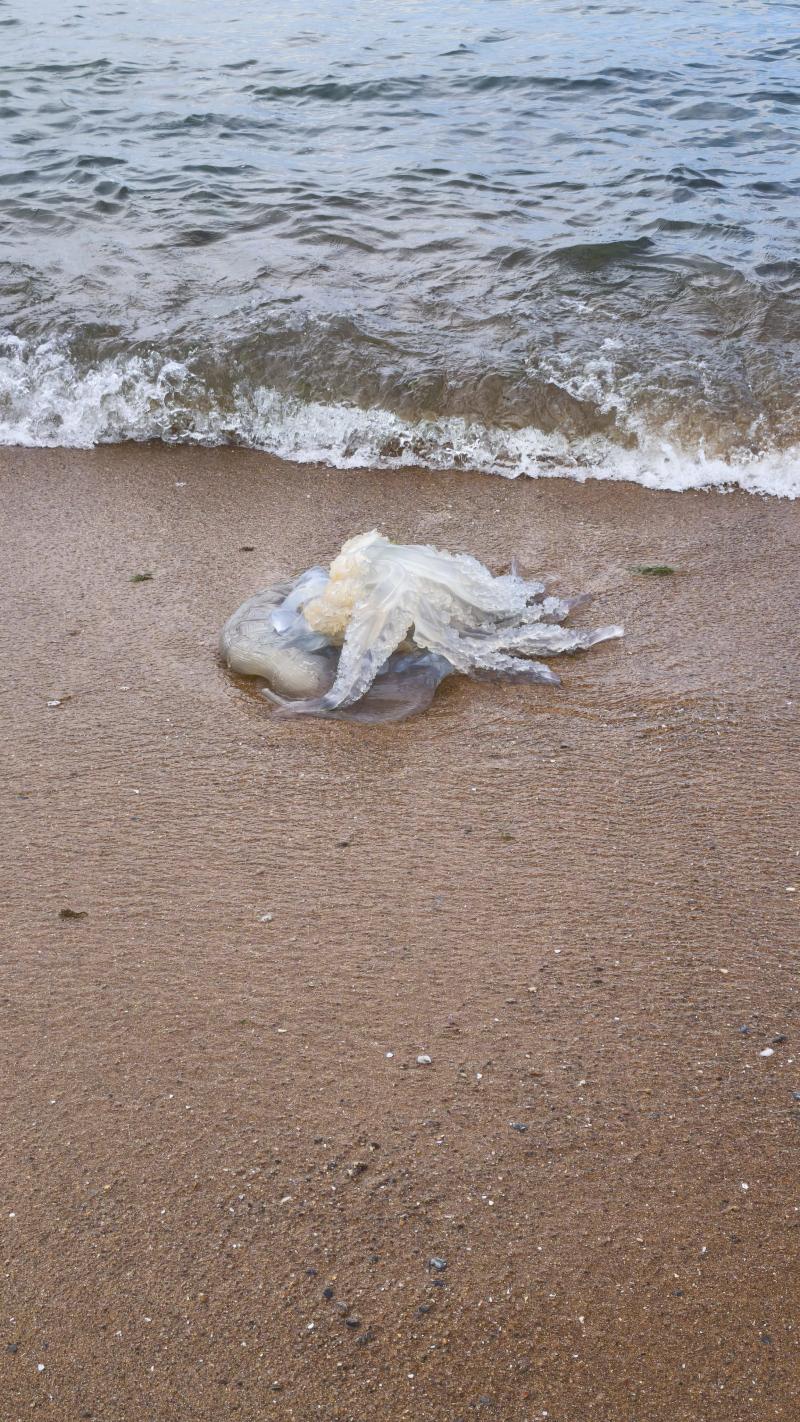 Rhizostoma octopus