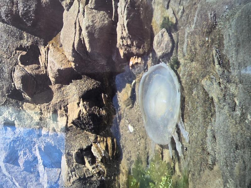 Rhizostoma octopus