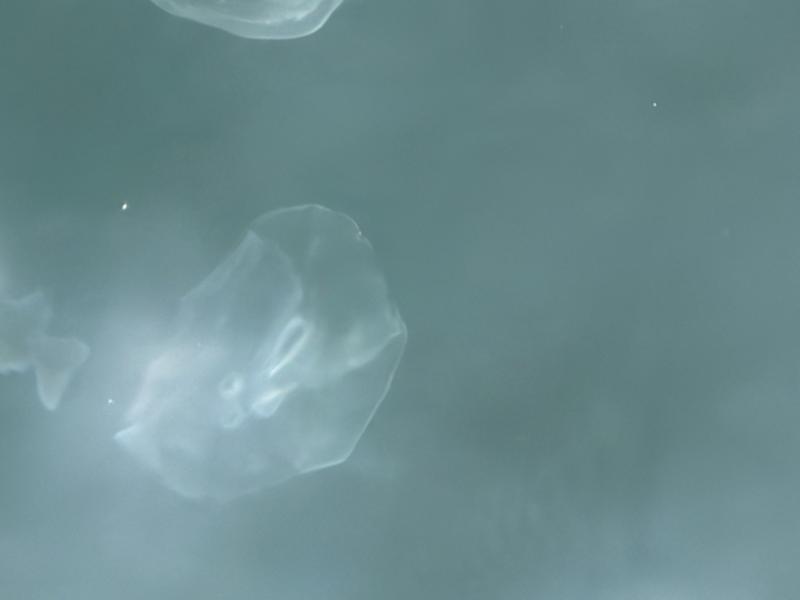 Aurelia Aurita