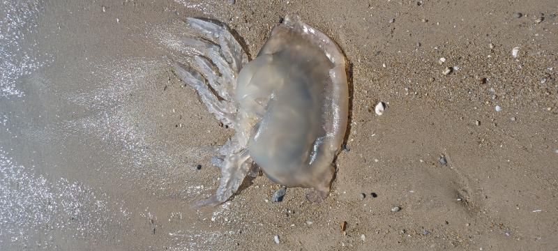 Rhizostoma octopus