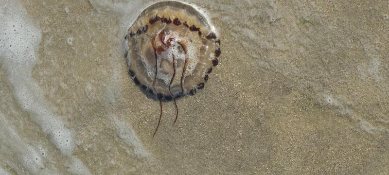 Chrysaora hysoscella