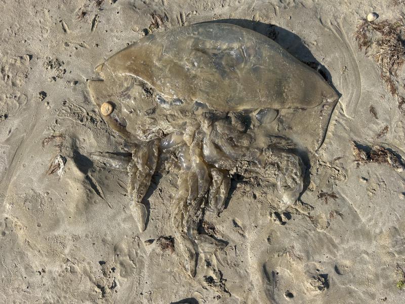 Rhizostoma octopus