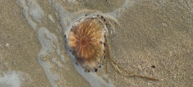 Chrysaora hysoscella
