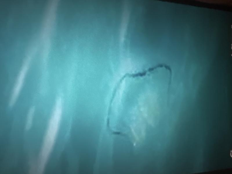 Rhizostoma octopus