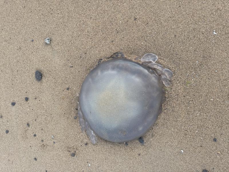 Rhizostoma octopus