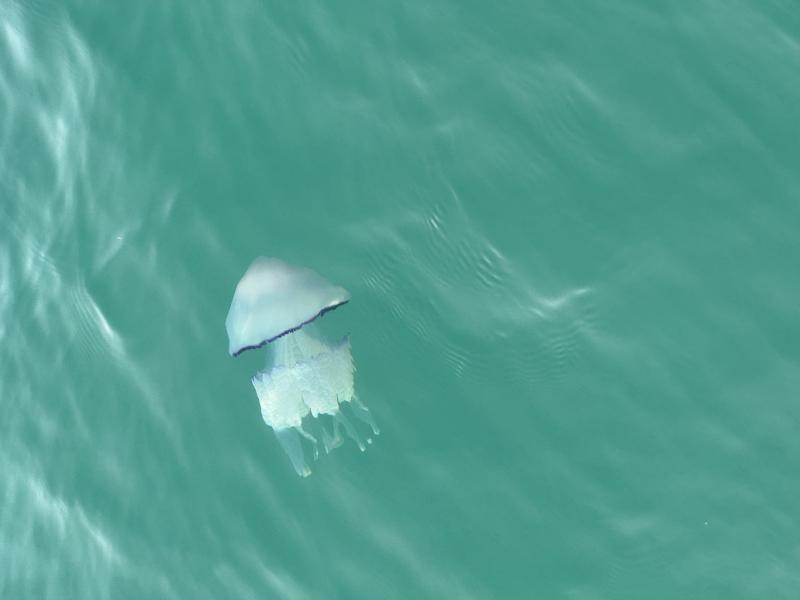 Rhizostoma octopus
