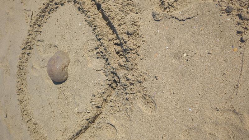 Rhizostoma octopus
