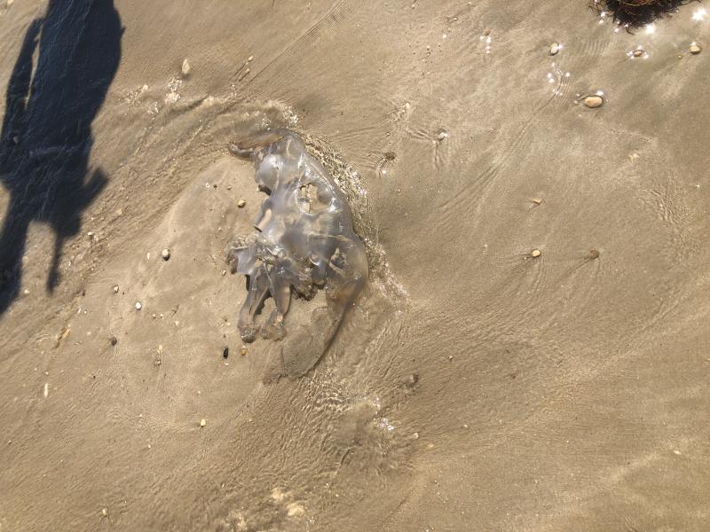 Rhizostoma octopus