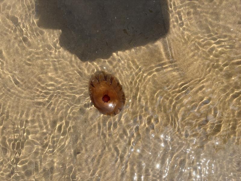 Chrysaora hysoscella