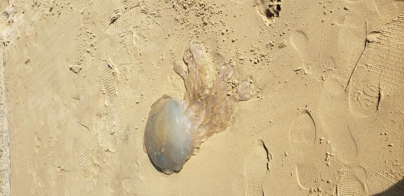 Rhizostoma octopus
