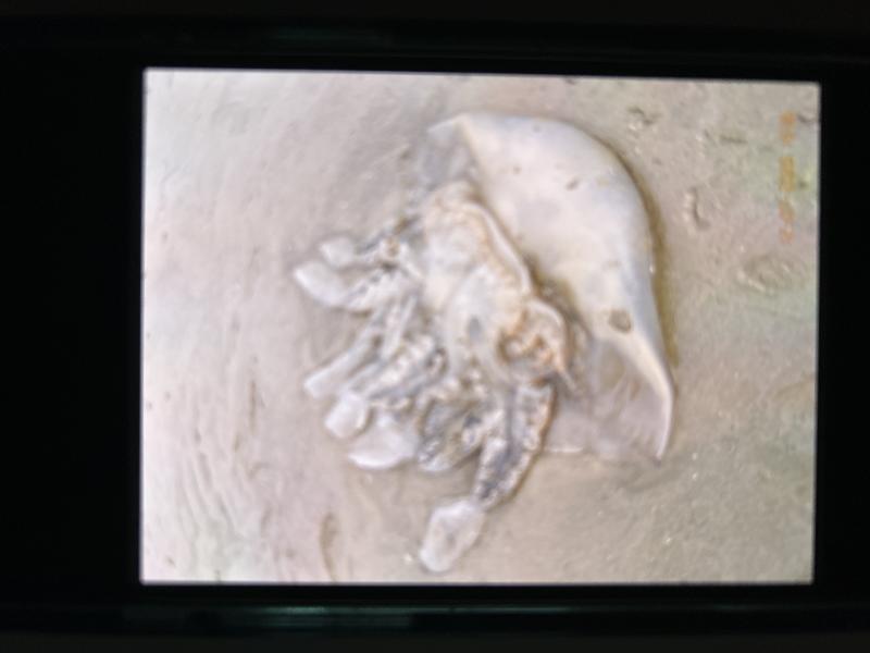 Rhizostoma octopus