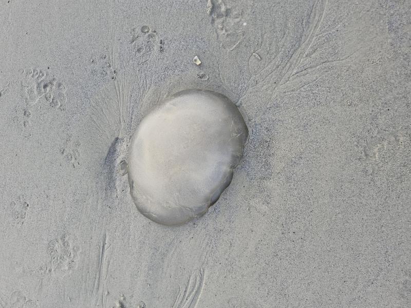 Rhizostoma octopus