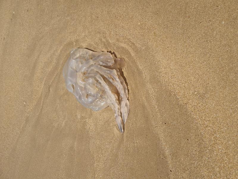 Rhizostoma octopus