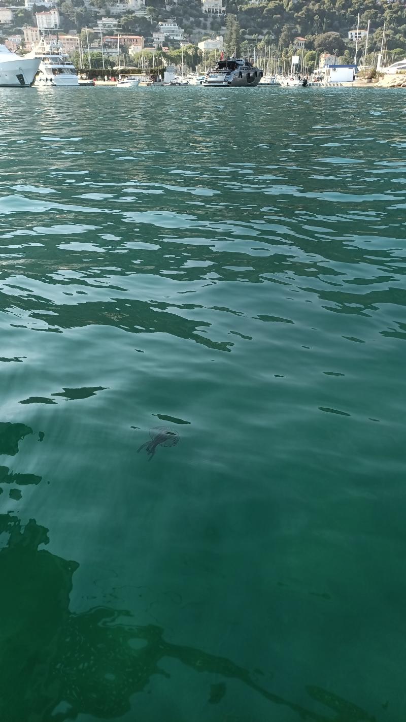 Pelagia Noctiluca