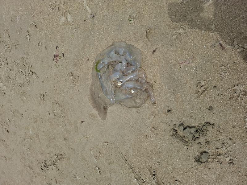 Rhizostoma octopus