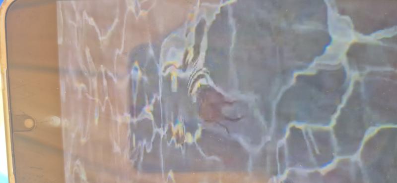 Pelagia Noctiluca