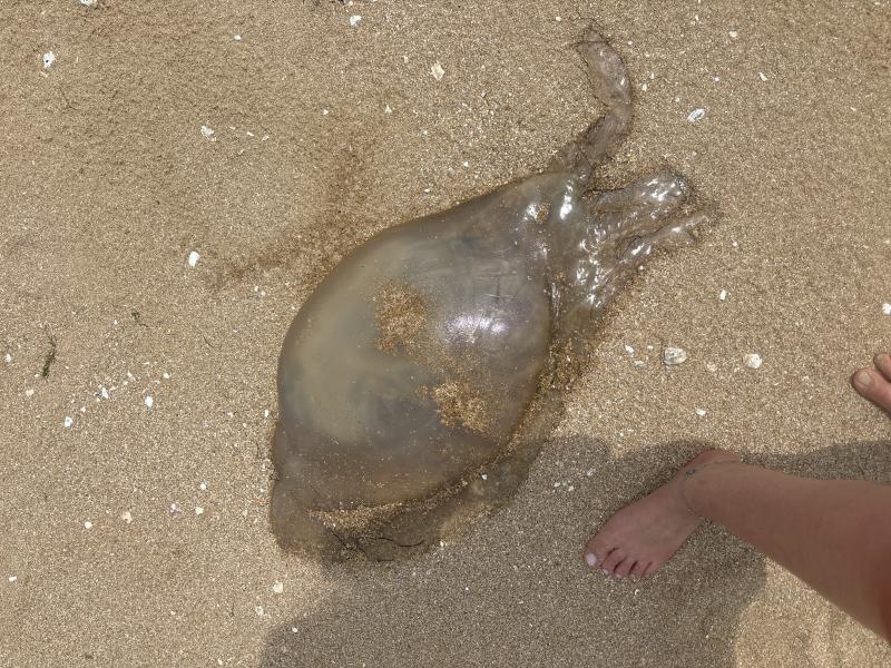 Rhizostoma octopus