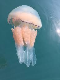 Rhizostoma octopus
