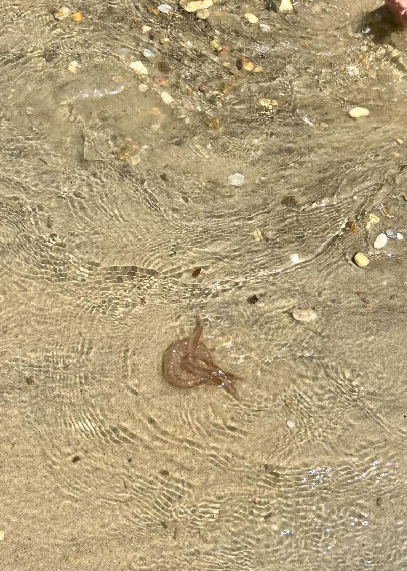 Pelagia Noctiluca