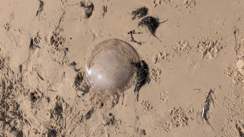 Rhizostoma octopus