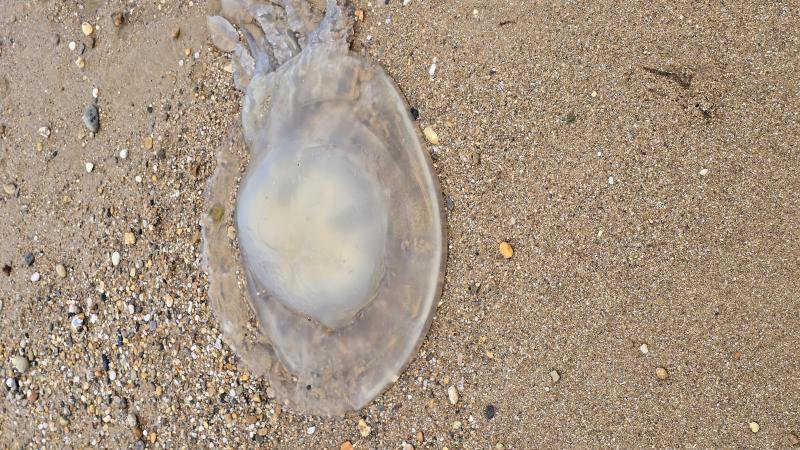 Rhizostoma octopus