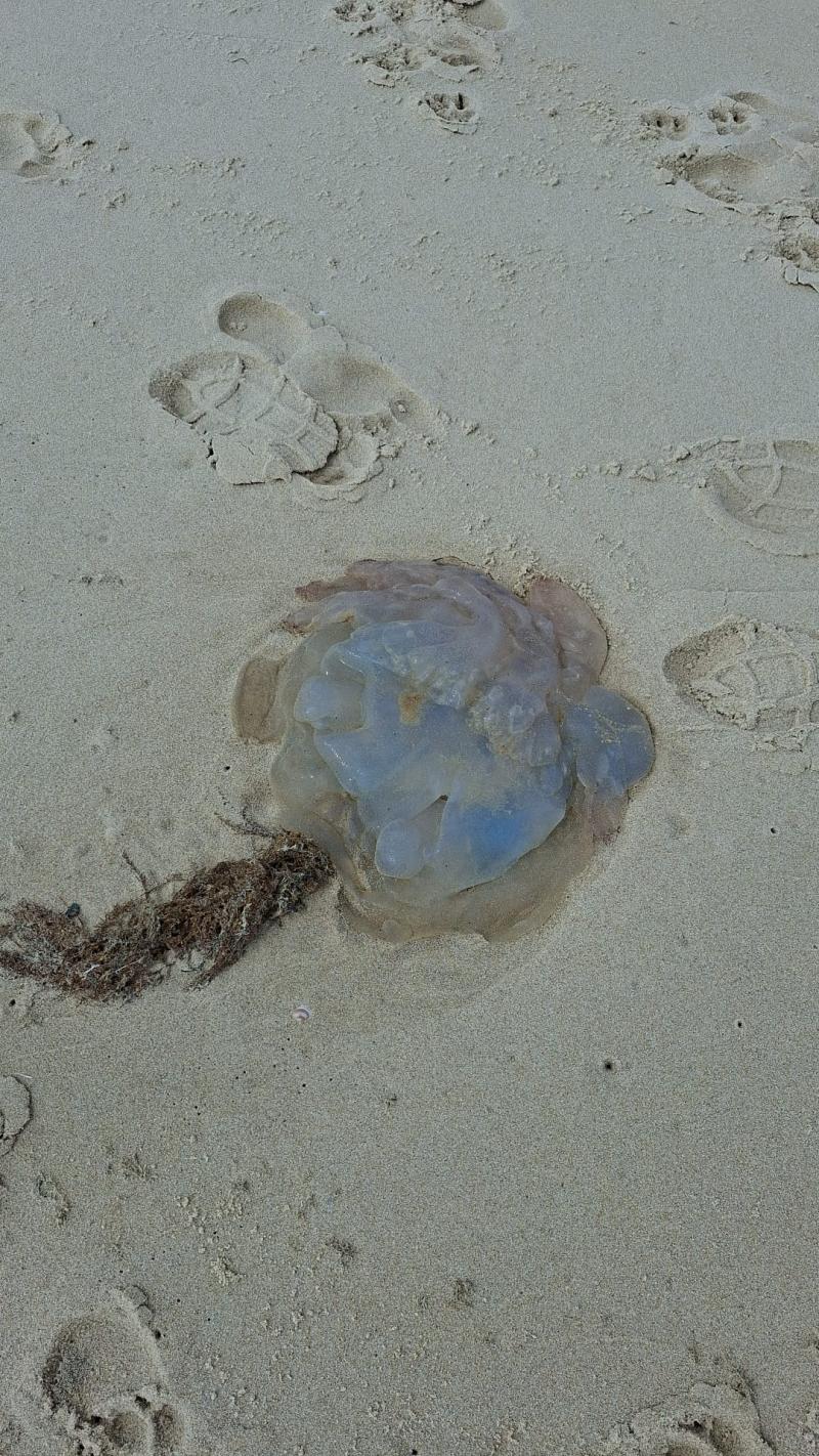 Rhizostoma octopus