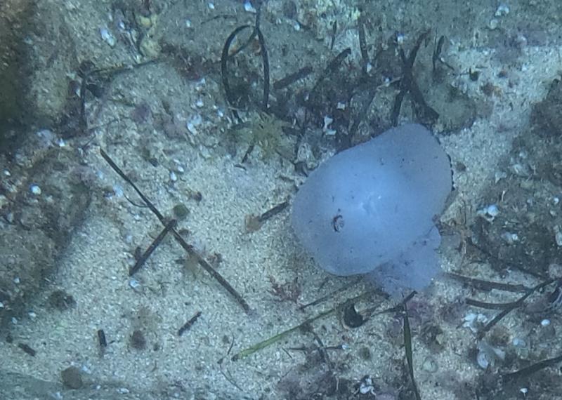 Rhizostoma octopus