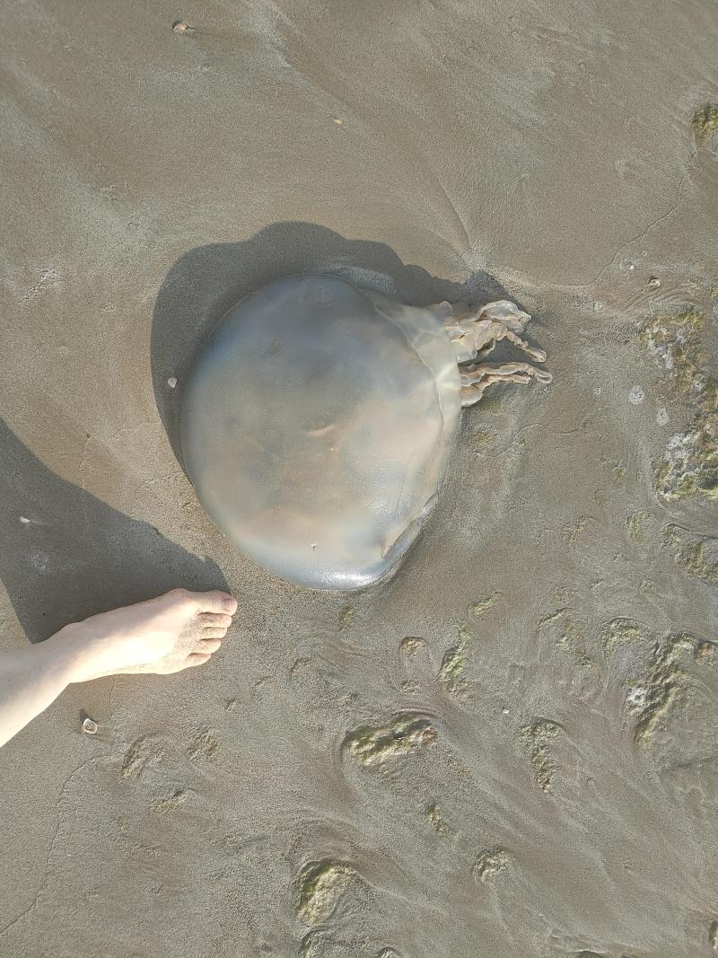 Rhizostoma octopus