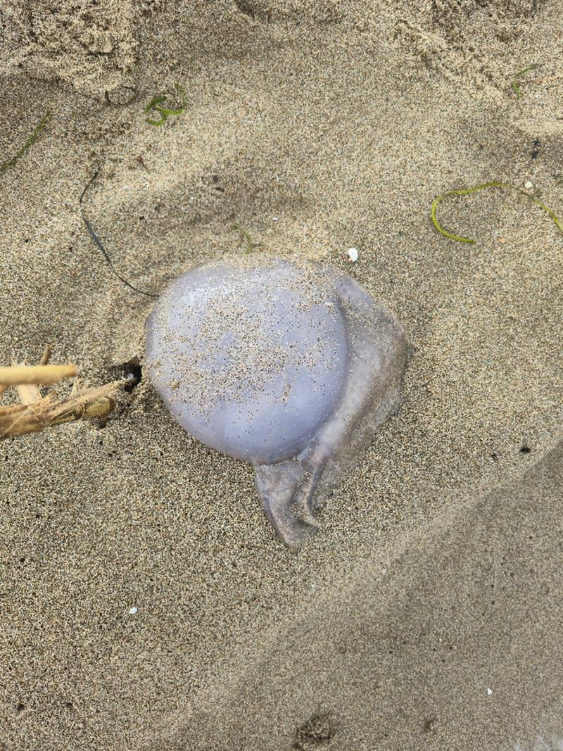 Rhizostoma octopus