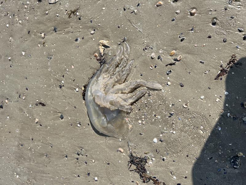 Rhizostoma octopus