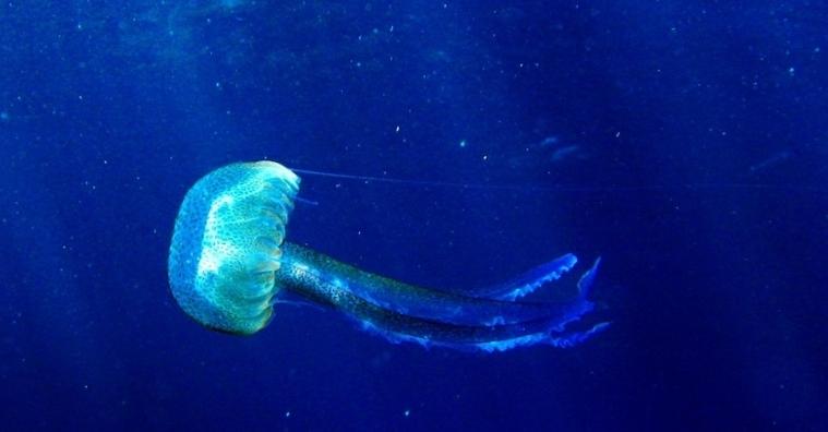 Pelagia Noctiluca