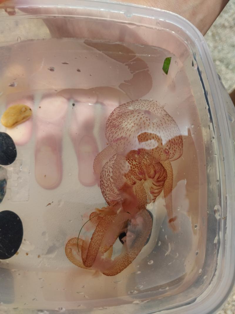 Pelagia Noctiluca