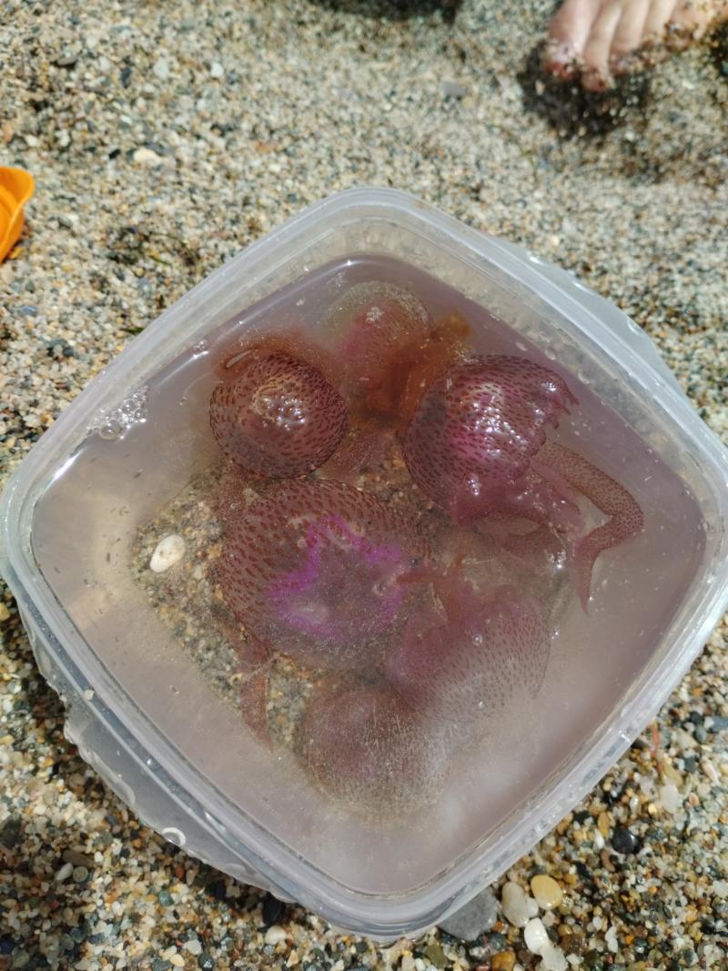 Pelagia Noctiluca