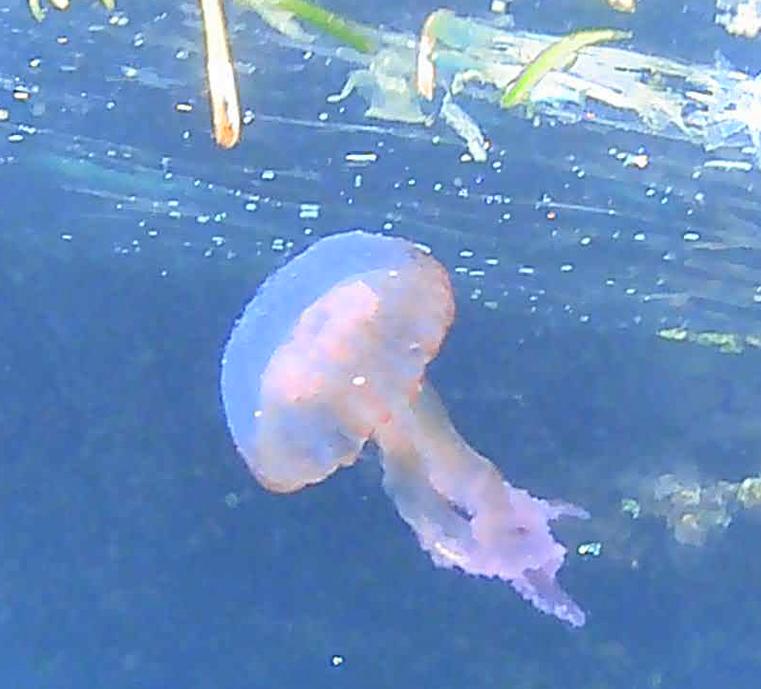Pelagia Noctiluca