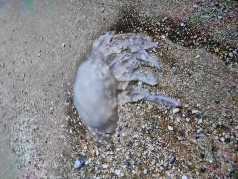 Rhizostoma octopus
