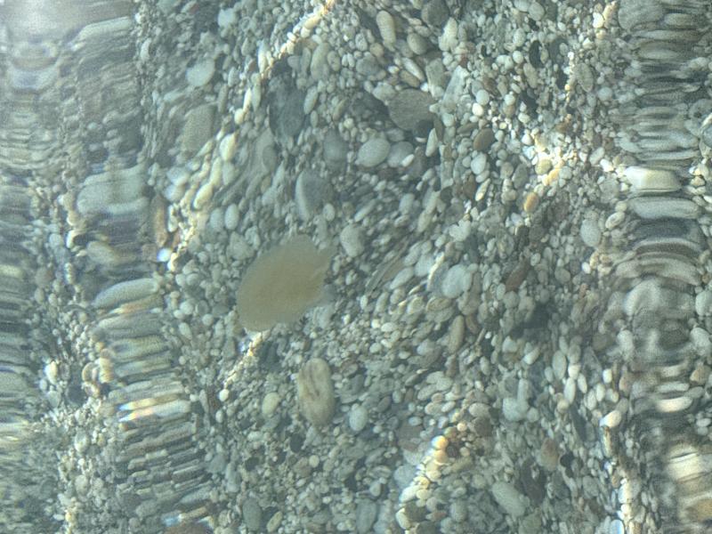 Pelagia Noctiluca